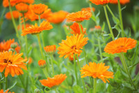 Edible flowers, Calendula, Pot Marigold, English Marigold, Poet's Marigold,